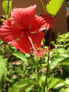 tiny travel chick punta cana white flower