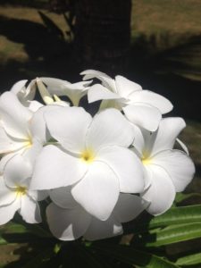 tiny travel chick punta cana white flower