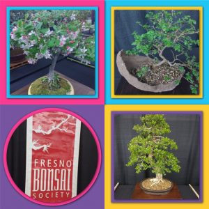 tiny travel chick bonsai society