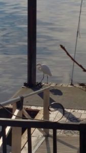 tiny travel chick clearlake white crane on lake