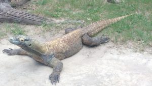 tiny travel chick new orleans comodo dragon