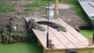 tiny travel chick new orleans alligators