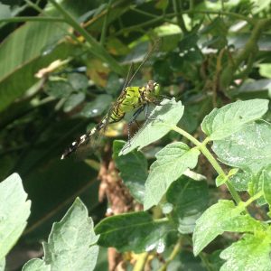 tiny travel chick new orleans dragonfly