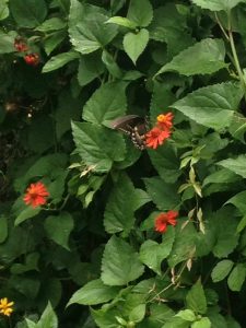 tiny travel chick new orleans flower garden butterfly