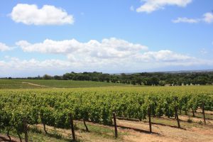 tiny travel chick clearlake landscape-vineyard