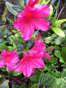 tiny travel chick san rafael tiny house flower garden