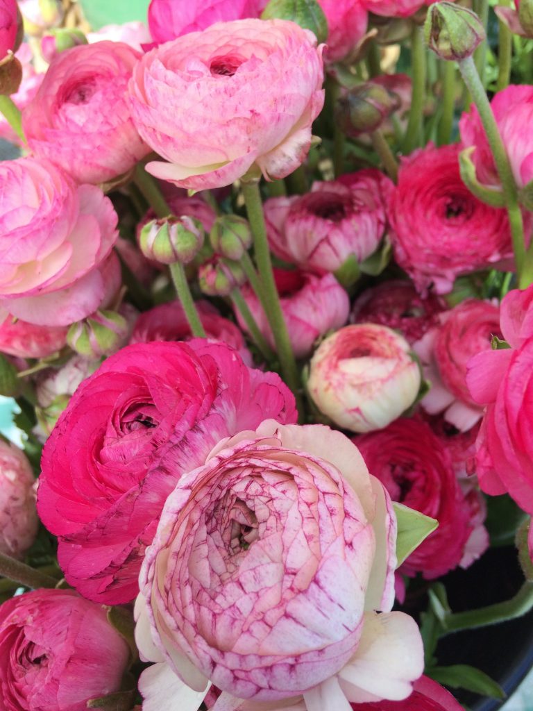 tiny travel chick things to in california farmers market flowers