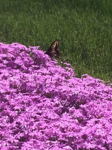 tiny travel chick best travel experience saluti cellars spring flowers