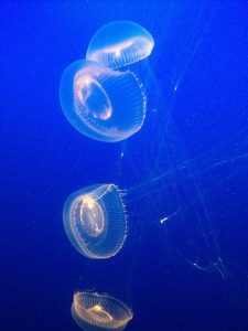 tiny travel chick most memorable travel experience jellyfish