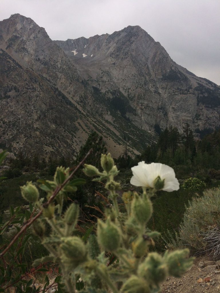 tiny travel chick amazing travel yosemite tioga pass flowers