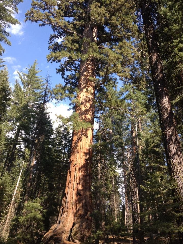 tiny travel chick amazing travel yosemite sequioa trees