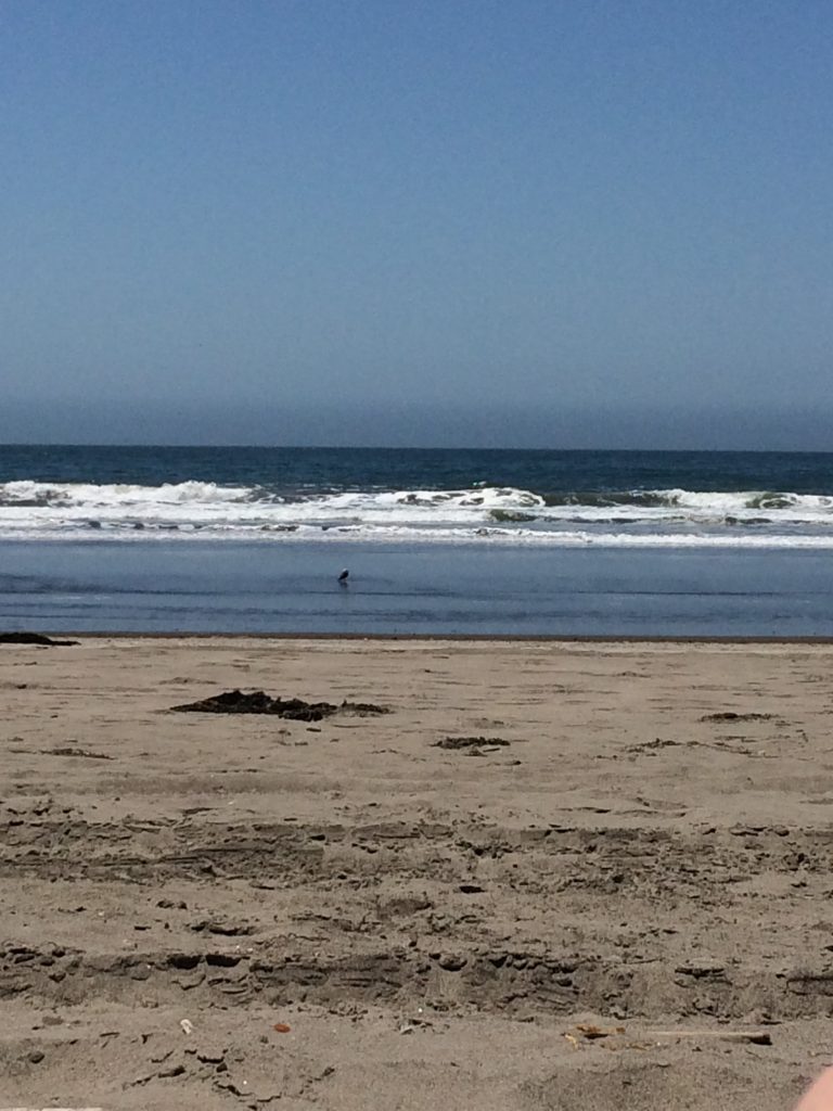 tiny travel chick things to do in california stinson beach