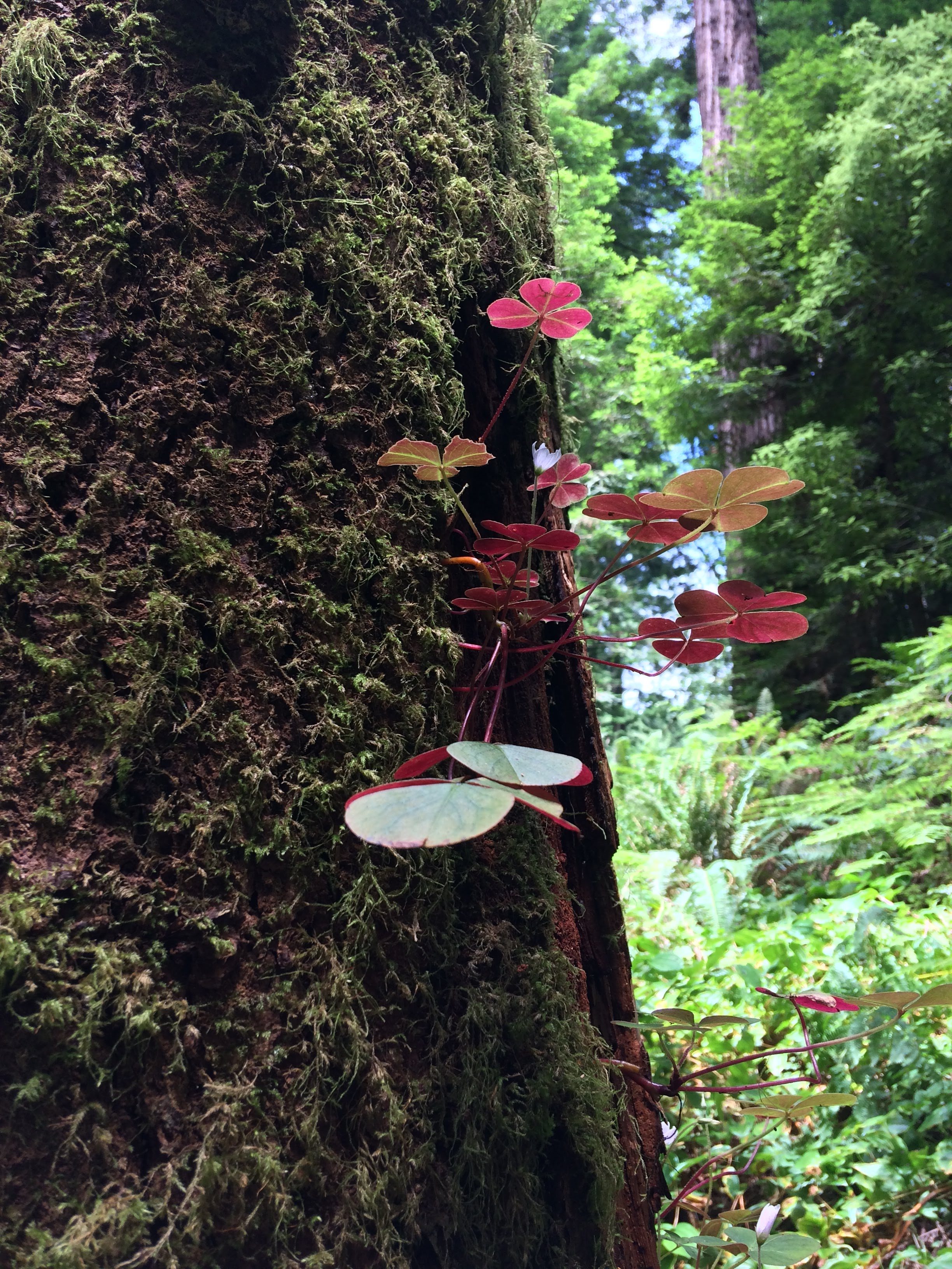 tiny travel chick incredible travel arcata park redwoods