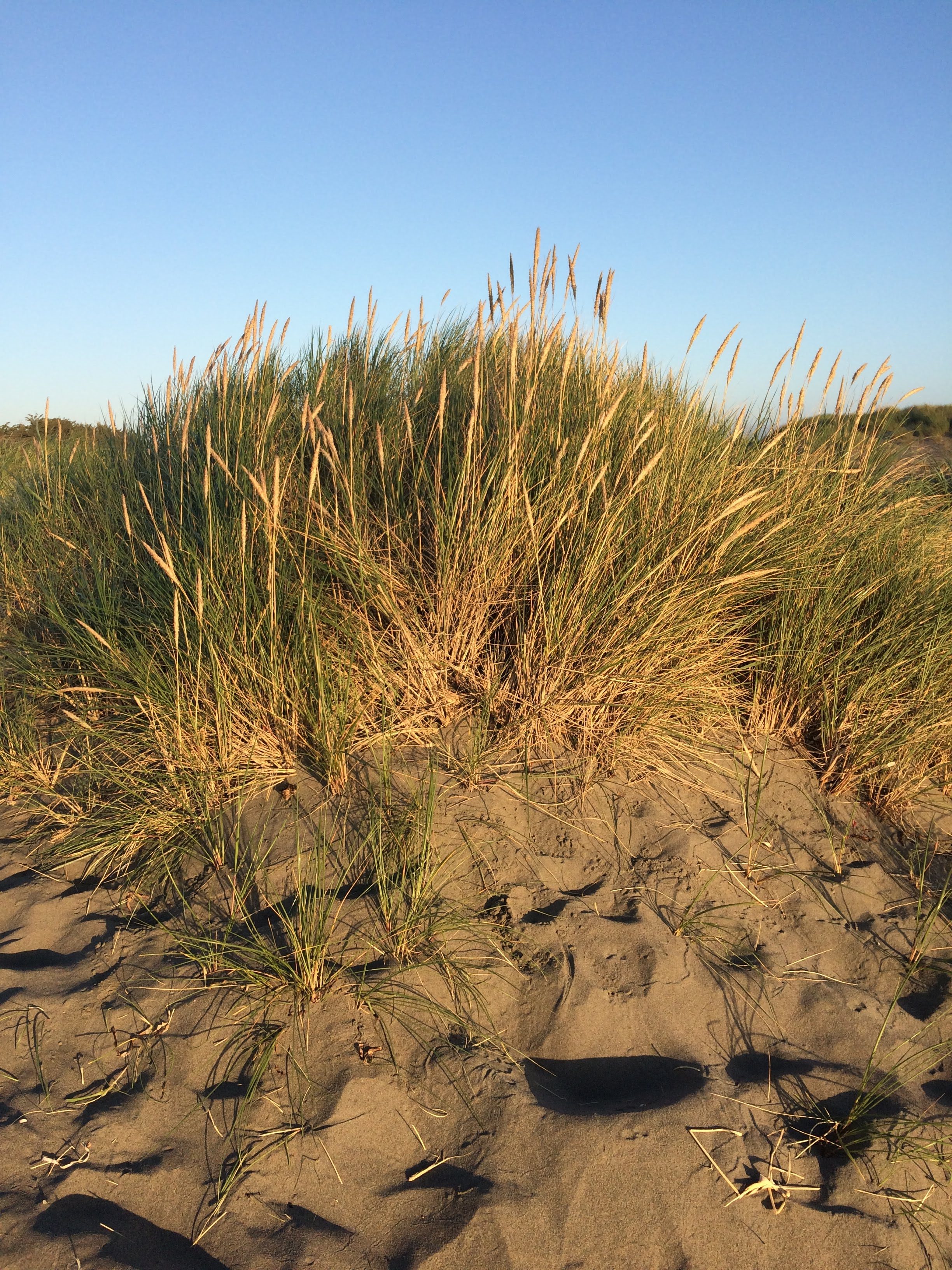 tiny travel chick incredible travel mad river beach sand dunes