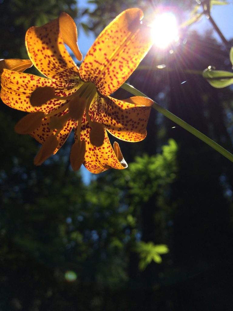 tiny travel chick things to do in california redwood national forest flowers