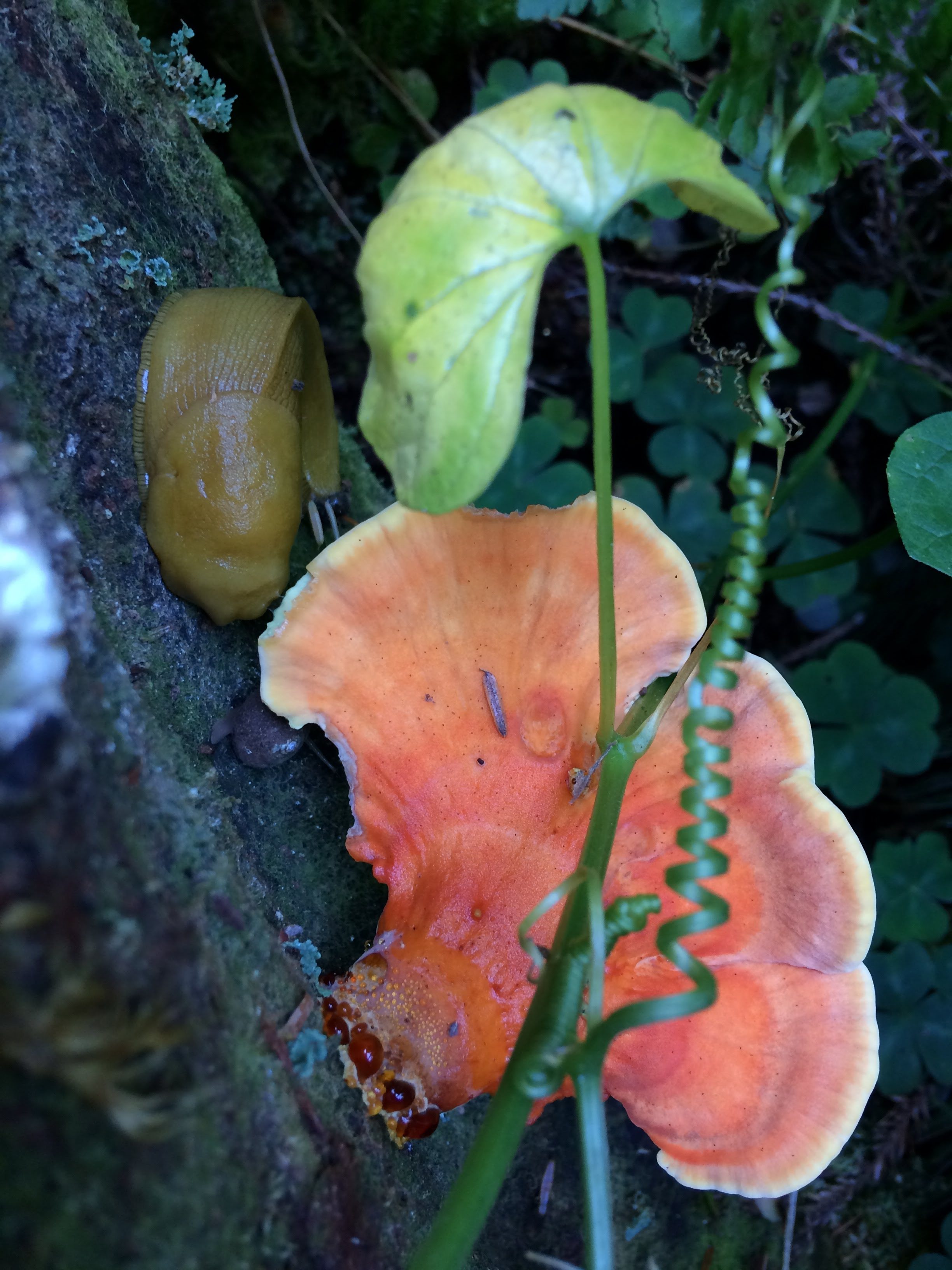 tiny travel chick incredible travel redwood national forest banana slugs