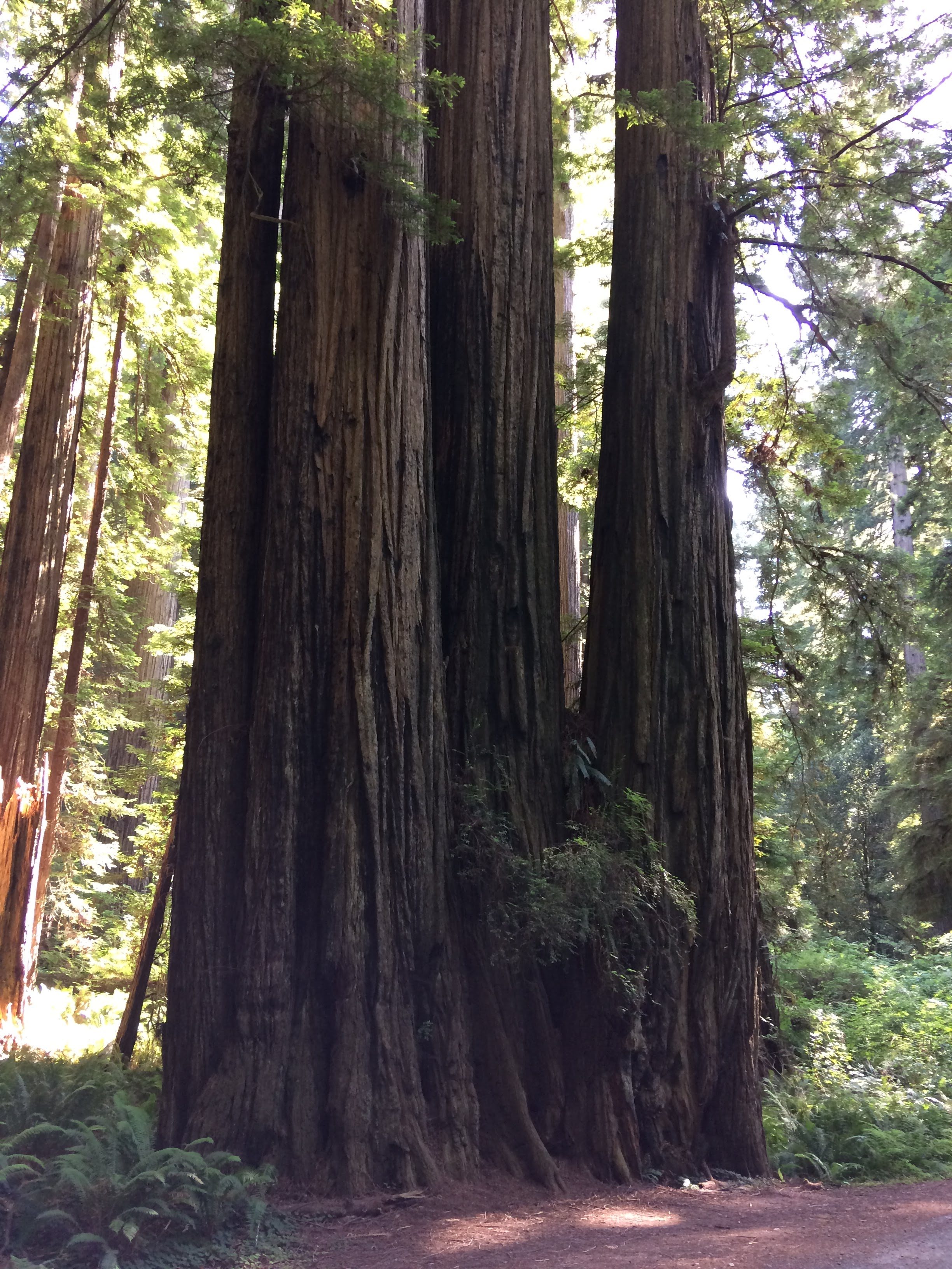 tiny travel chick incredible travel redwood national forest cathedral trail