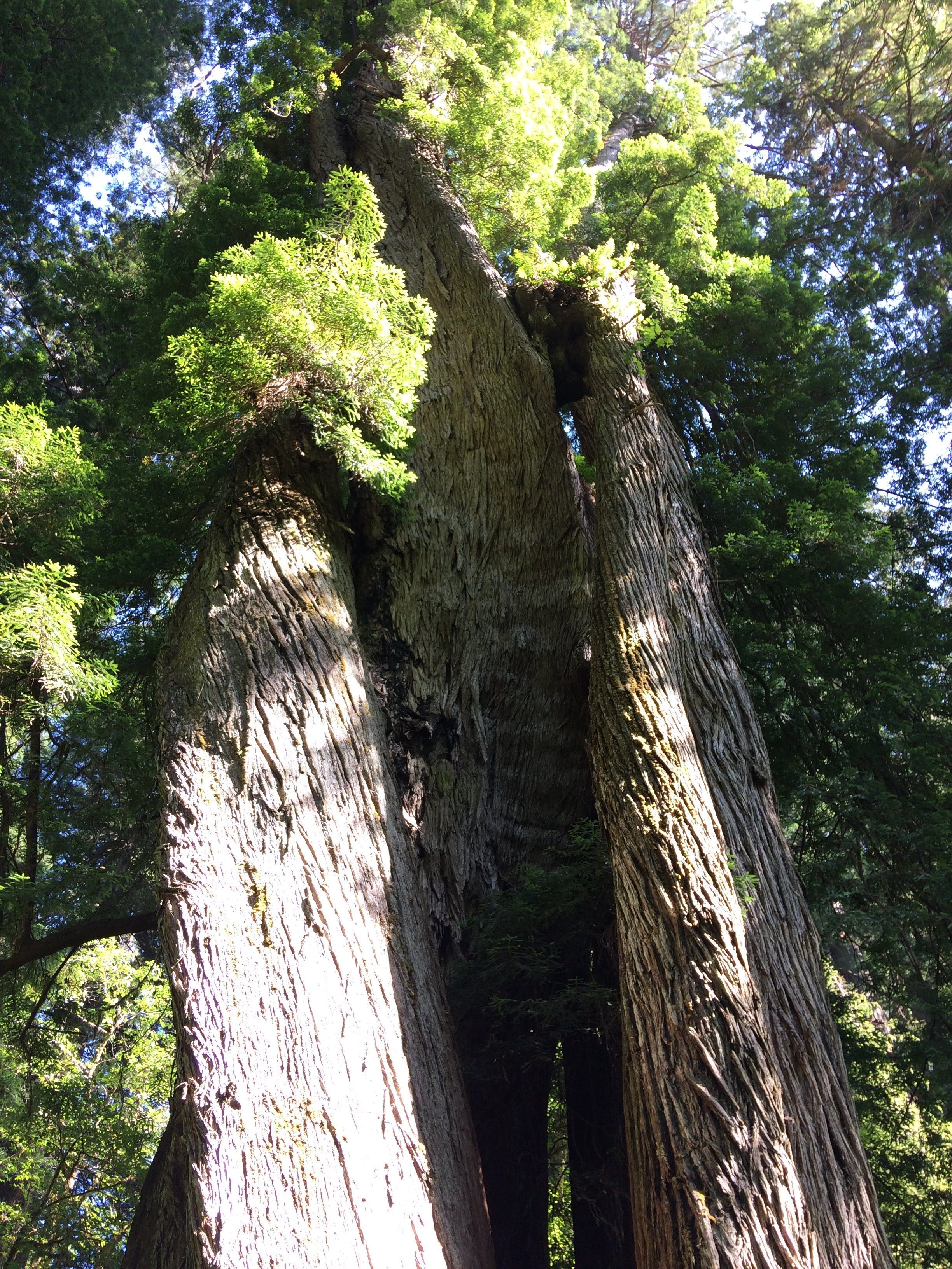 tiny travel chick incredible travel redwood forest corkscrew tree