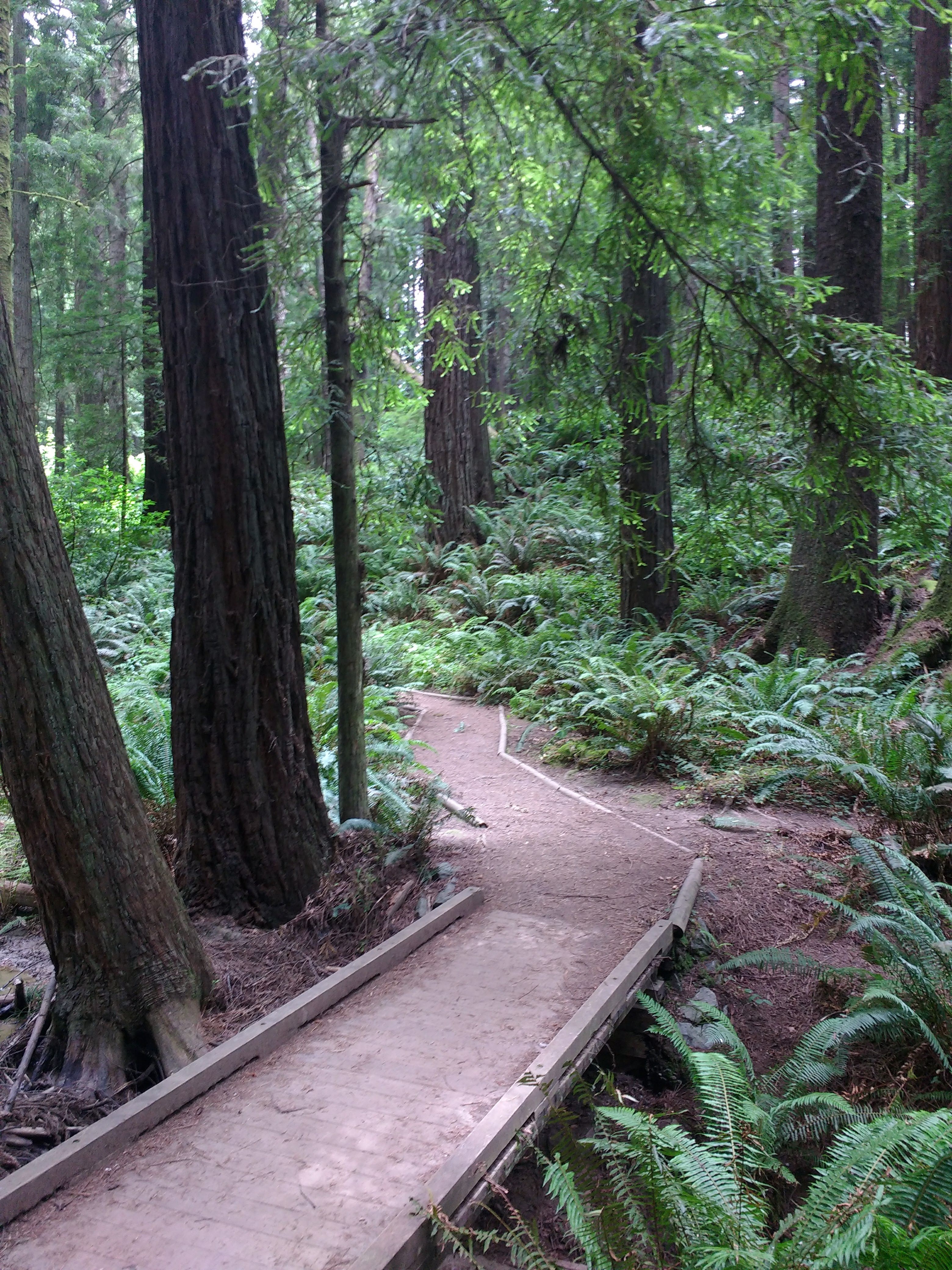 tiny travel chick incredible travel arcata park trails