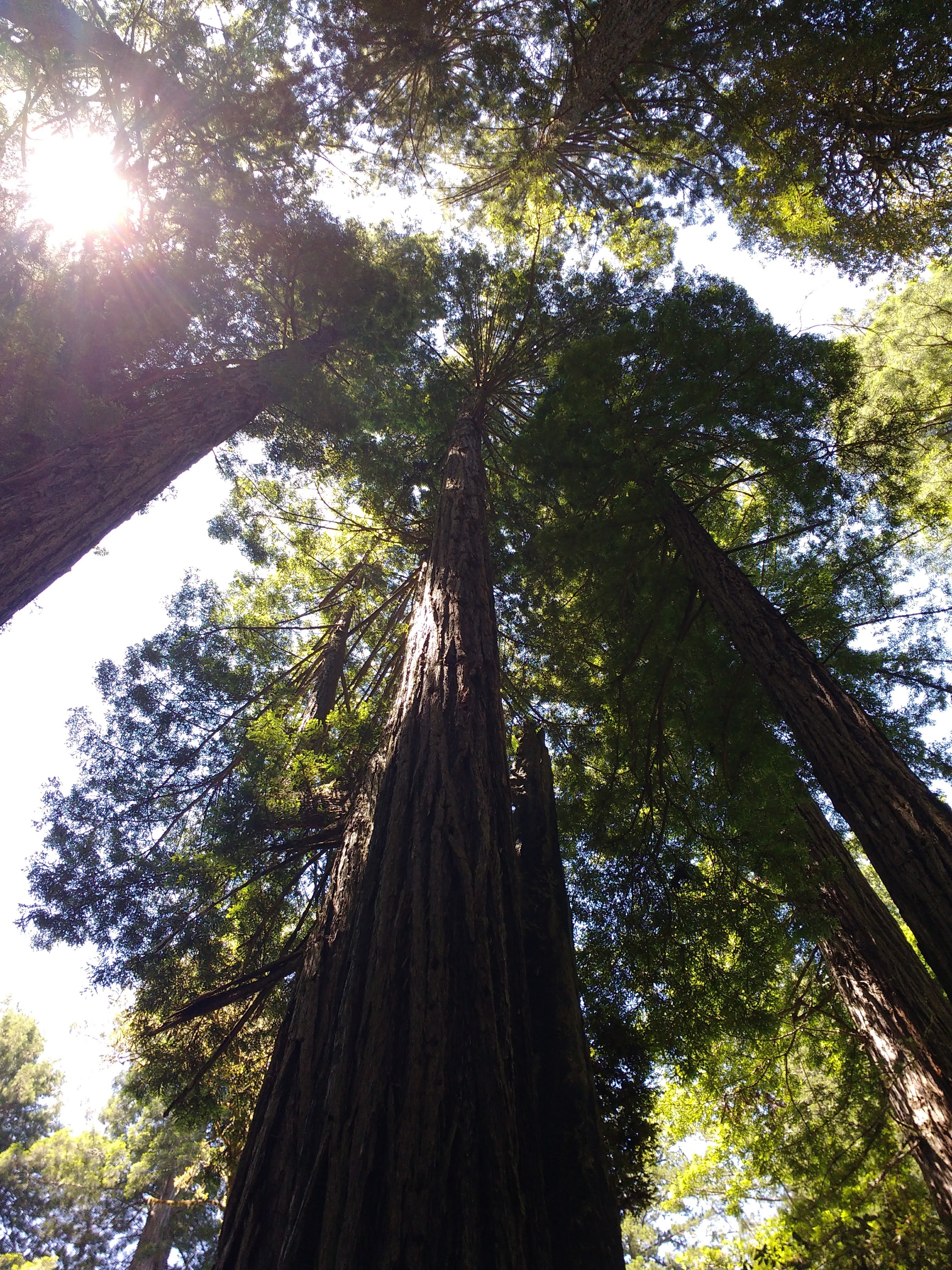 tiny travel chick incredible travel redwood national forest tallest trees