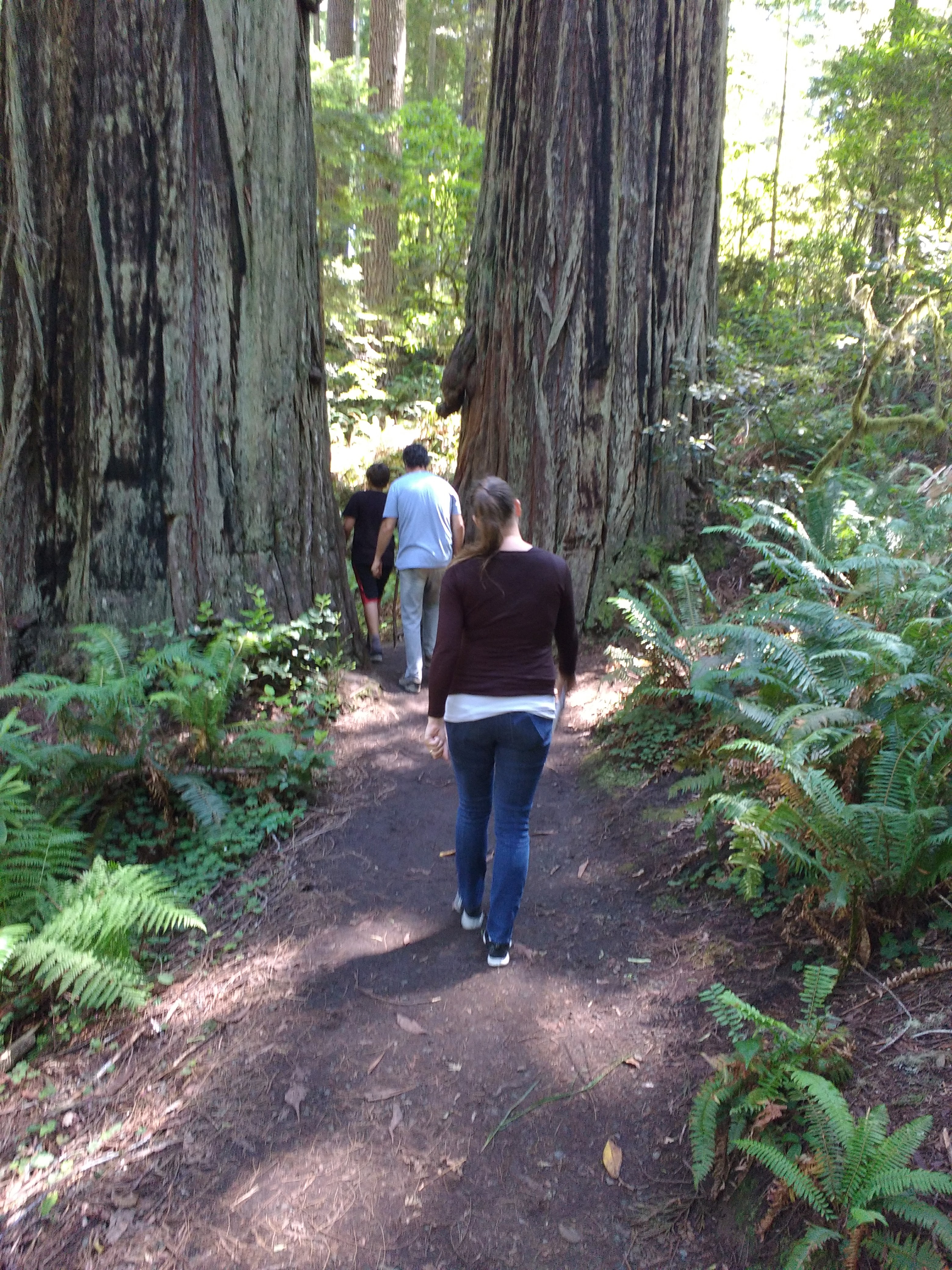 tiny travel chick incredible travel redwood national forest lady bird johnson grove trail family friendly 