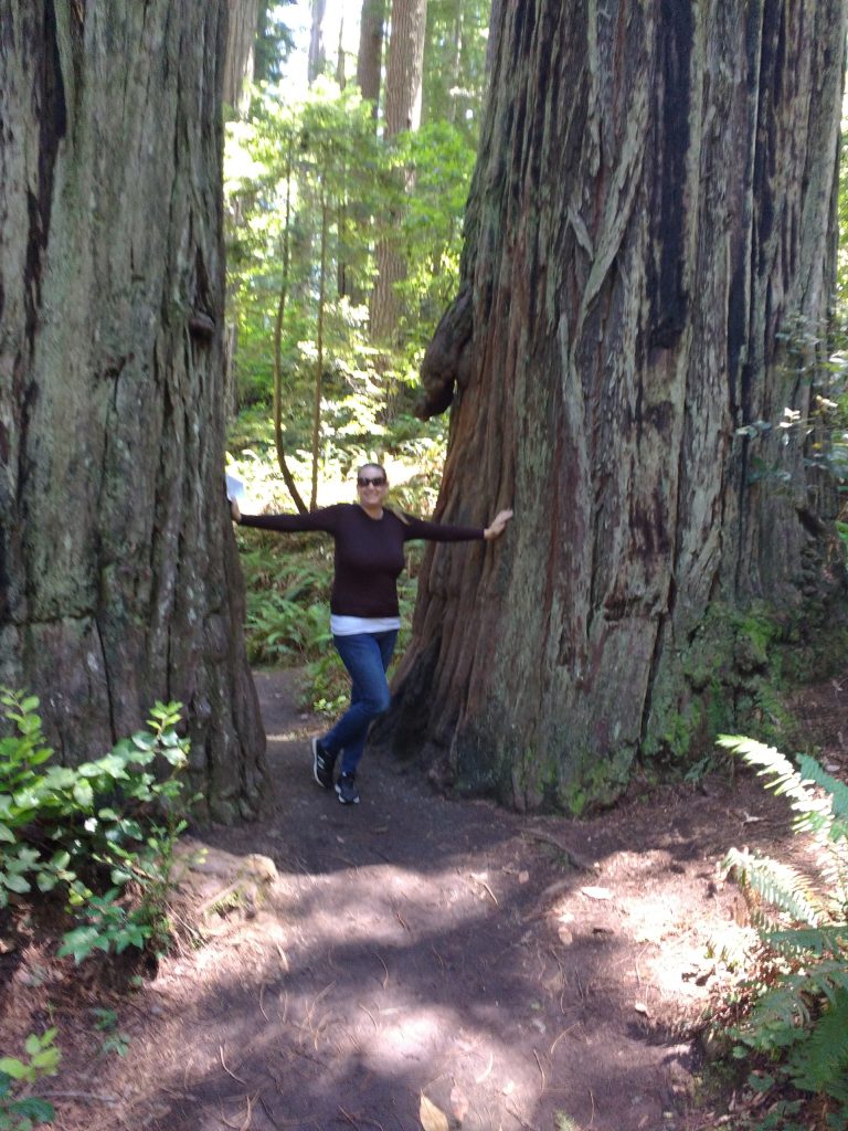 tiny travel chick incredible travel redwood national forest tallest trees in world