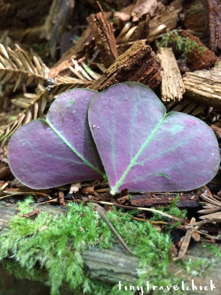 tiny travel chick incredible travel redwood national forest clovers