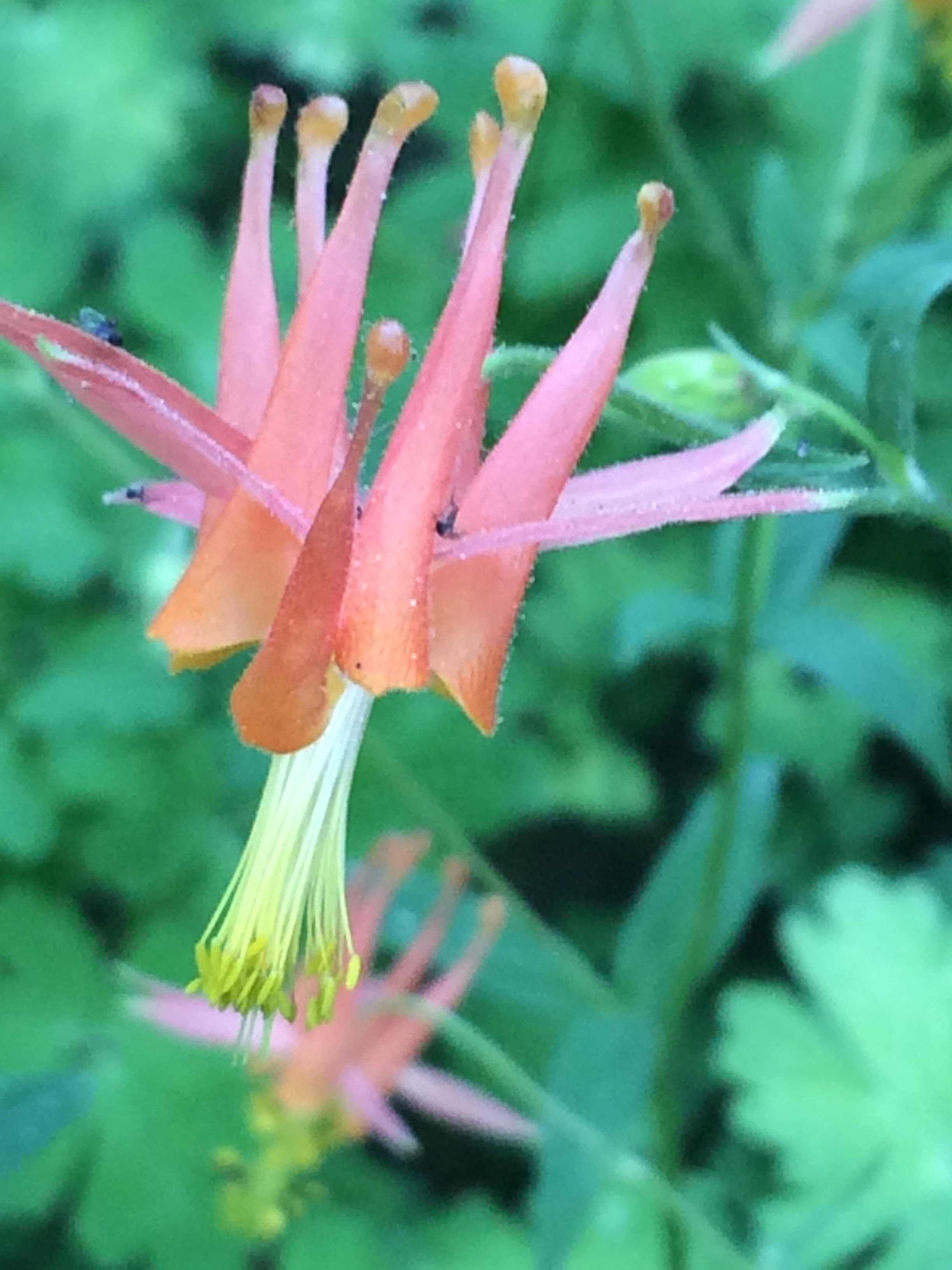 tiny travel chick places to hike in california silver lake flowers