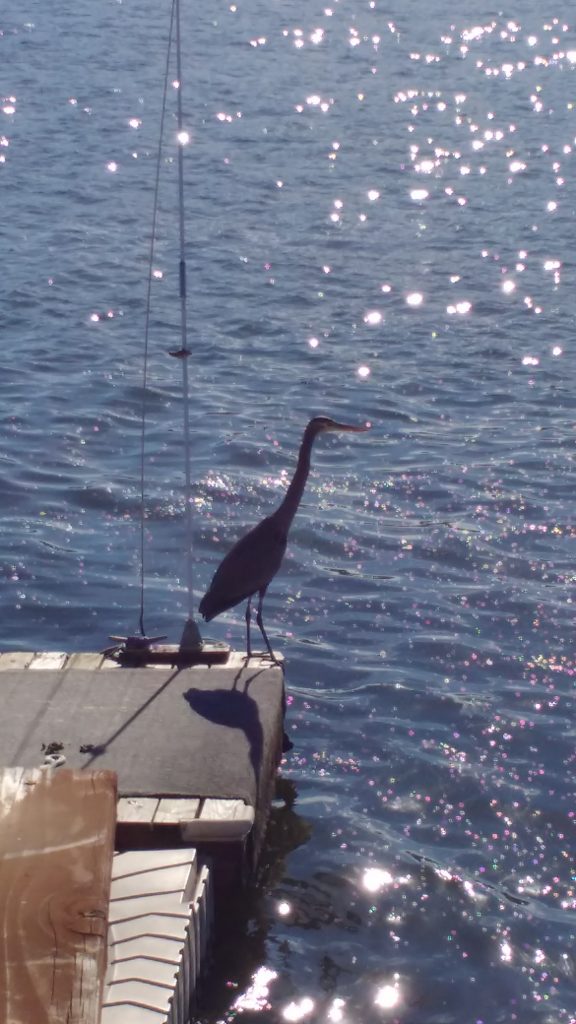 tiny travel chick things to do in california clearlake blue heron bird