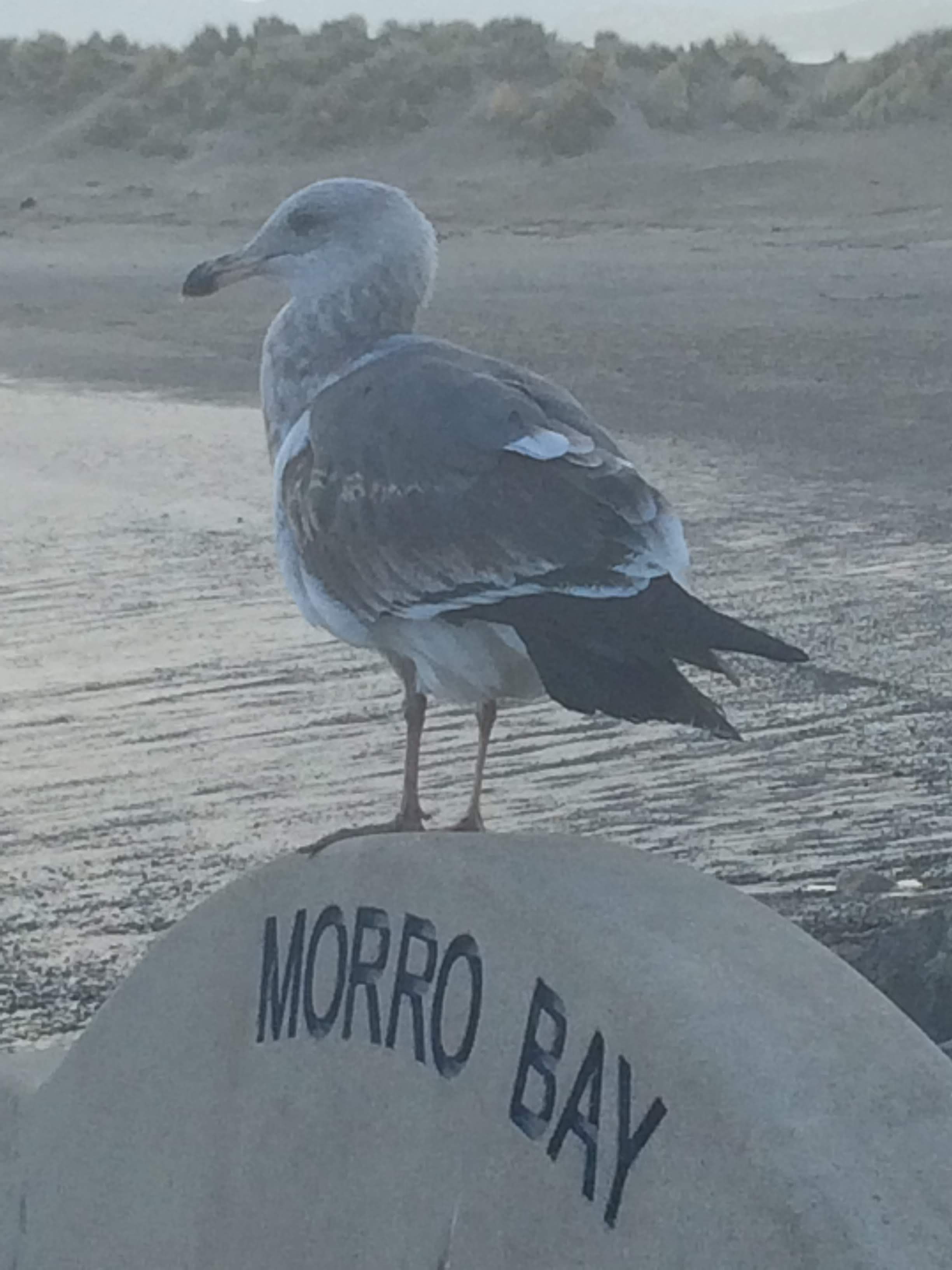 tiny travel chick beautiful places in california to visit morro bay bird watching
