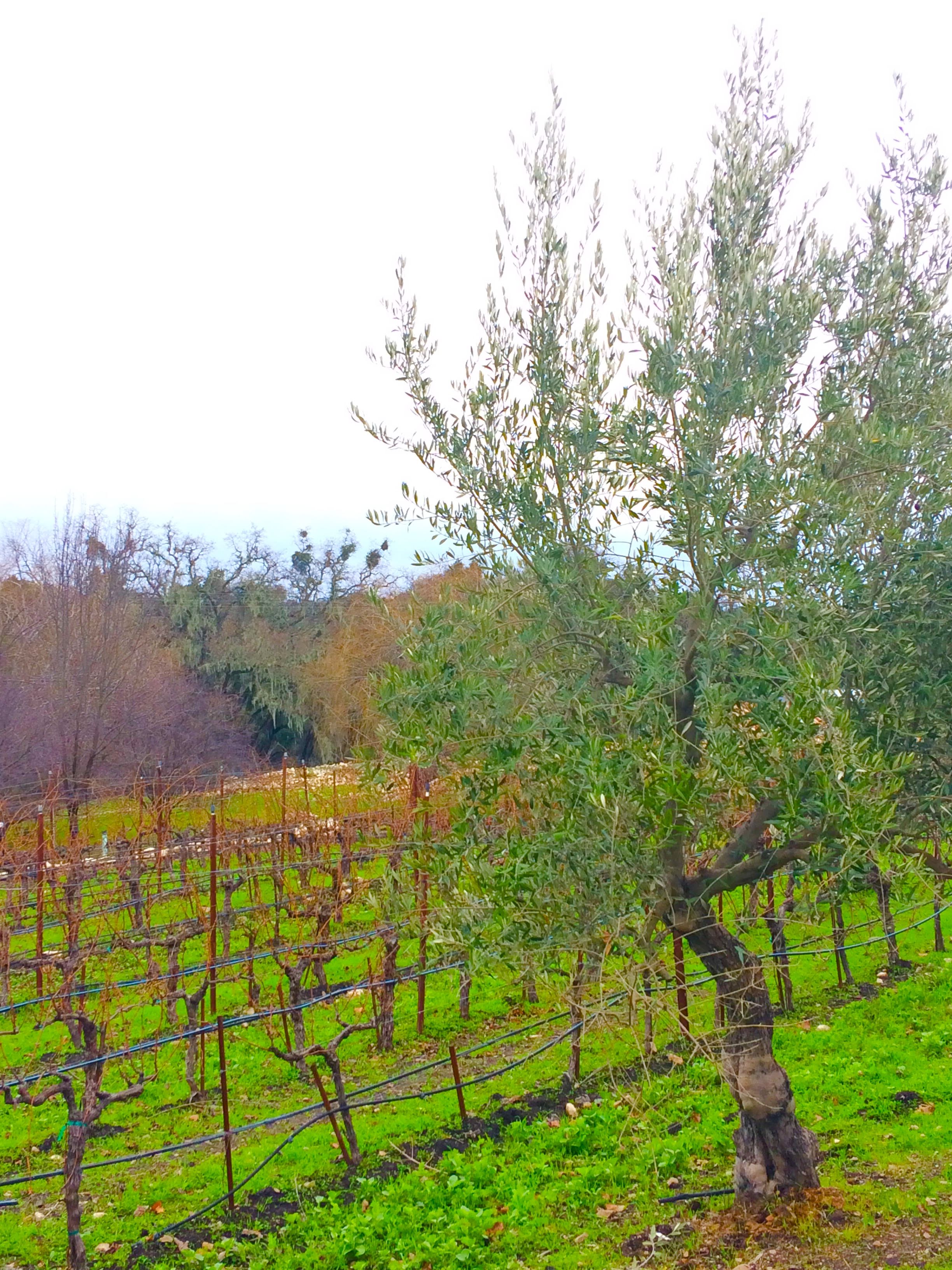 tiny travel chick beautiful places in california to visit tablas creek winery vineyard
