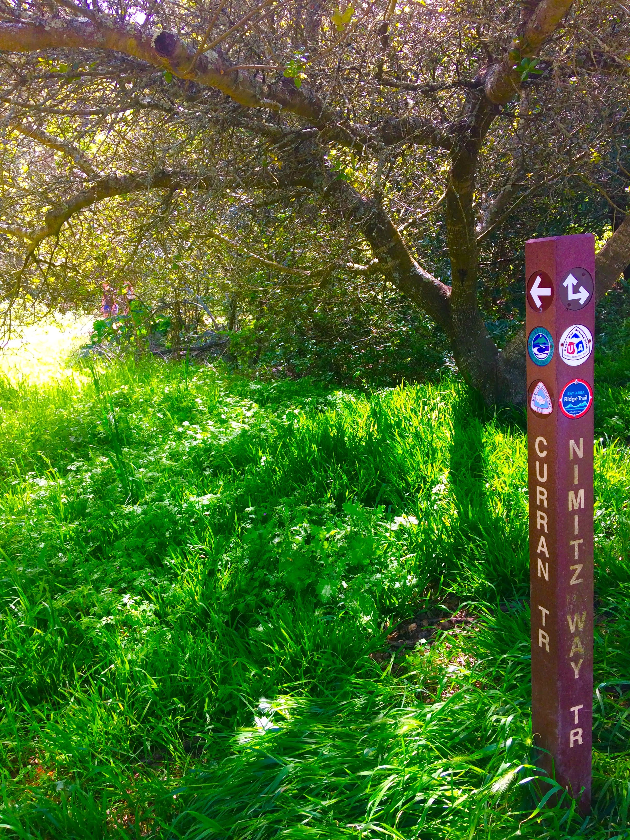 tiny travel chick things to do in the east bay area tilden park trails