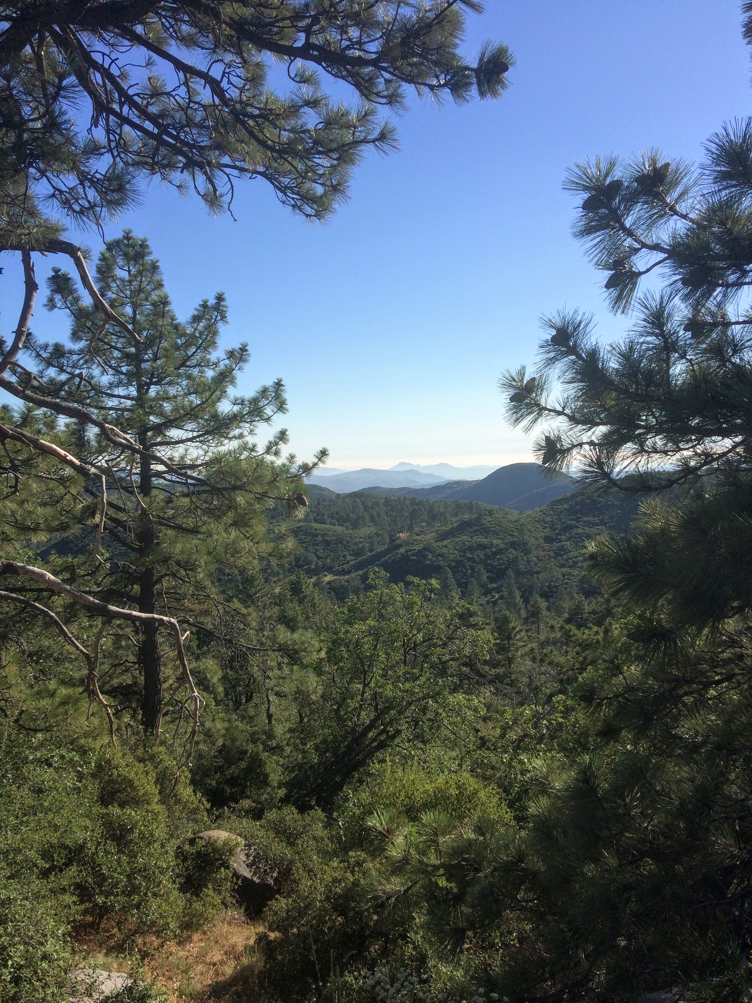 tiny travel chick tiny house block pine tree views