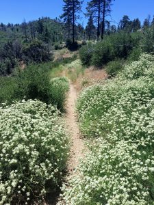 tiny travel chick shipping container builders california trails