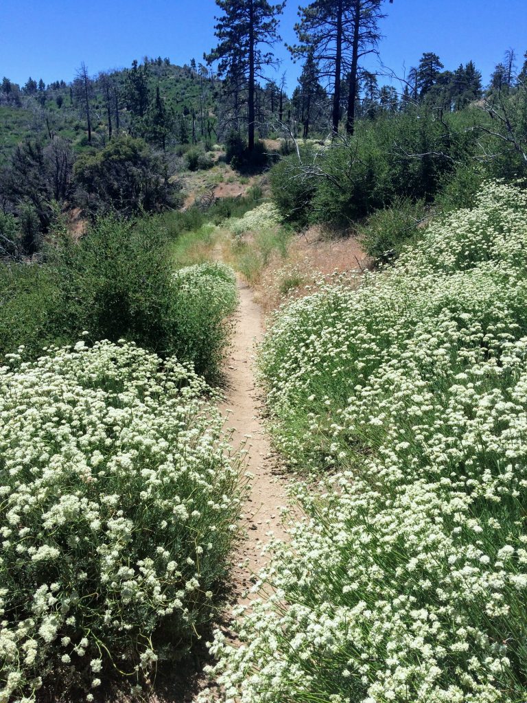 tiny travel chick unique things to do in southern california pacific crest trail