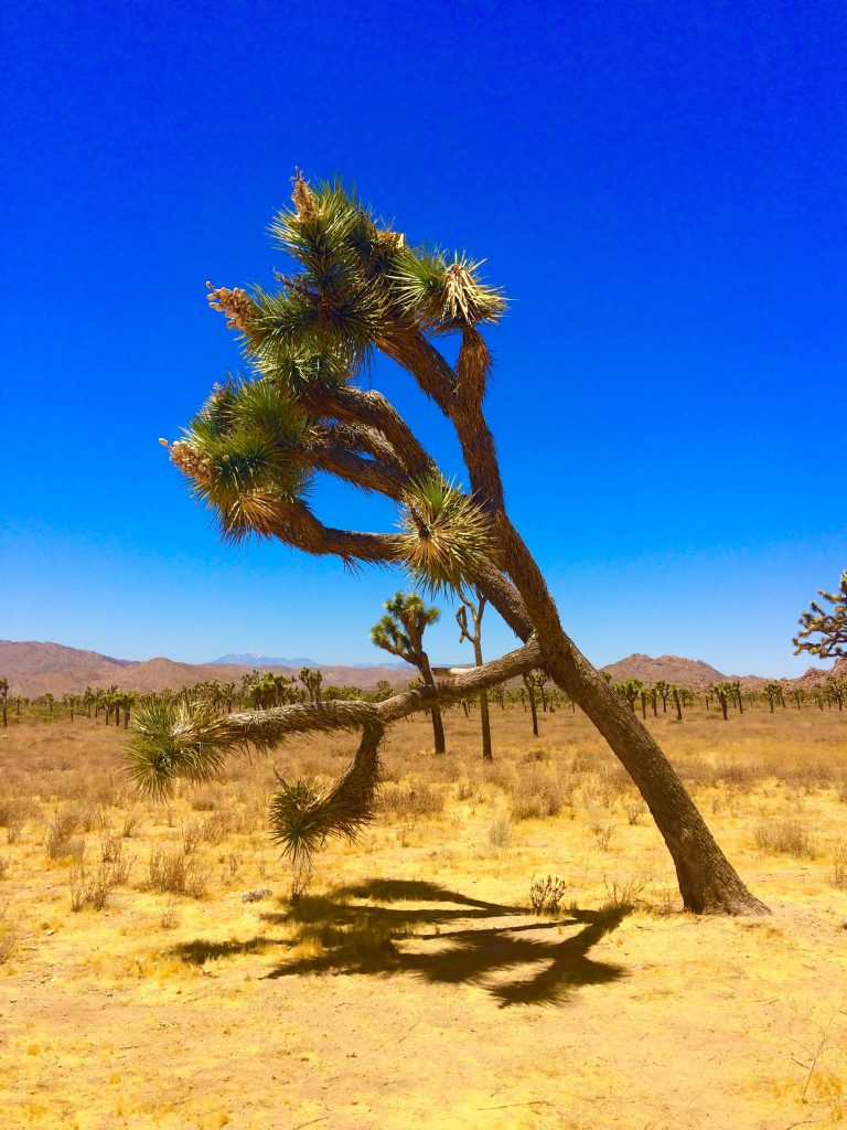 tiny travel chick unique things to do in southern california joshua tree