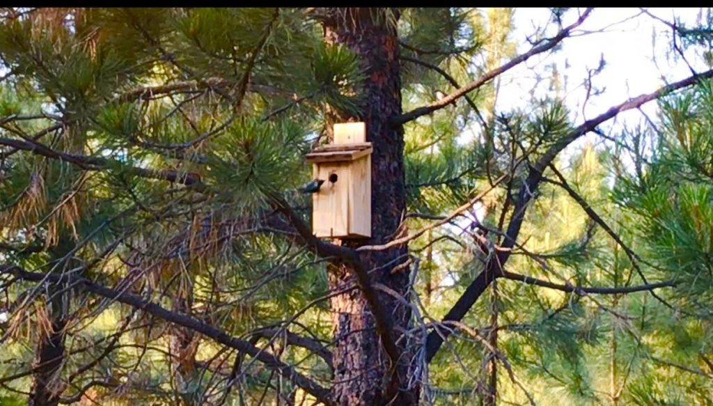 tiny travel chick tiny house airbnb forested tiny birdhouse