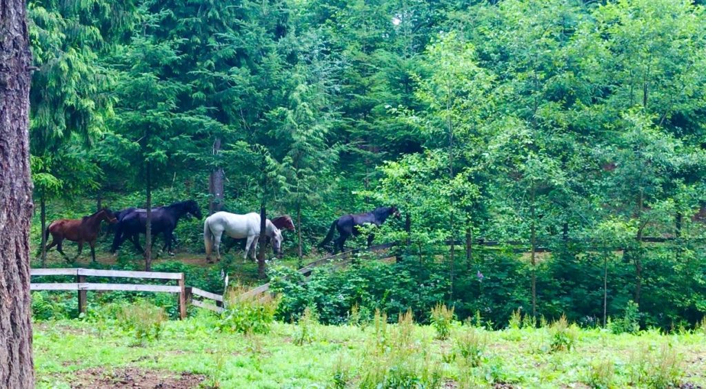 tiny travel chick horse farm corbett oregon