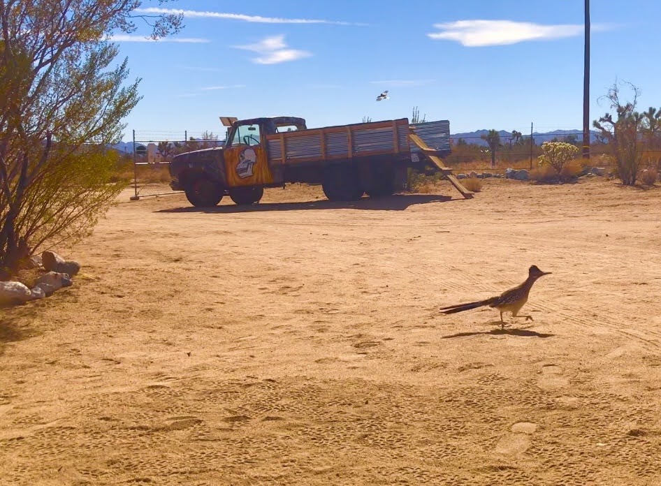 tiny travel chick national park glamping lone wolf ranch