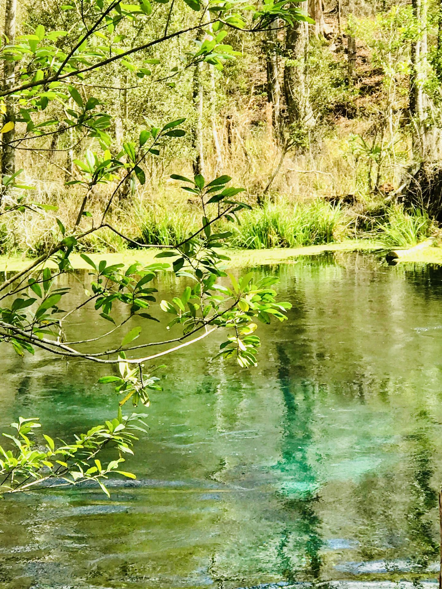 tiny travel chick florida springs blue hole ichetucknee state park